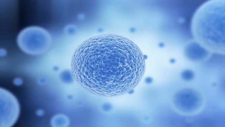 Bone Marrow and Cord Blood Transplant