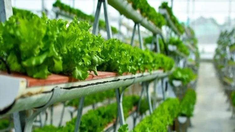 Vertical Farming – What Is It and Why Should You Use It