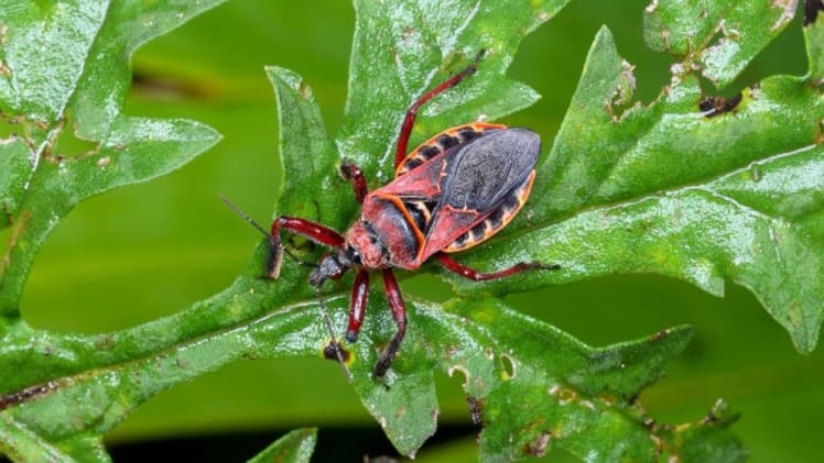 What Are Kissing Bugs And How To Get Rid Of Them