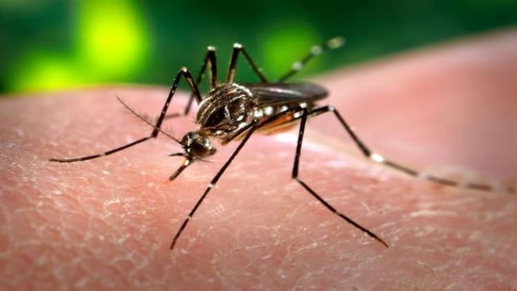 Zika virus – A Mosquito-borne illness possibly linked to birth defects – is on the rise globally