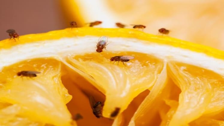 How to Get Rid of Fruit Flies