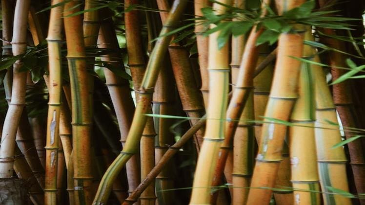 A Comparative Analysis of Waste Generation: Plastic, Wooden, and Bamboo Products