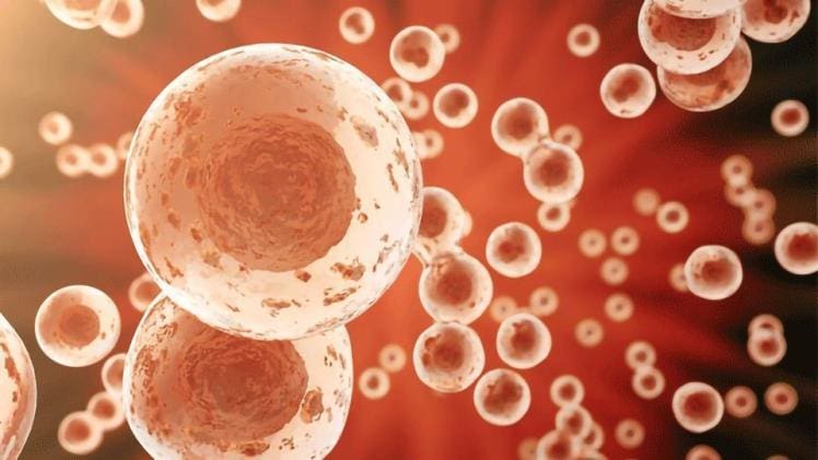 Describe The Benefits To Using Tissue Cultures To Study Medications Used For Treating Cancer Cells.