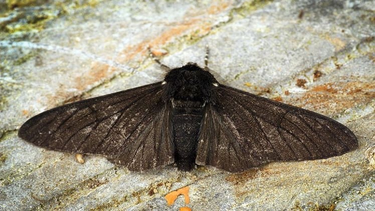 How Did Kettlewell Determine if Moths Lived Longer Than Others