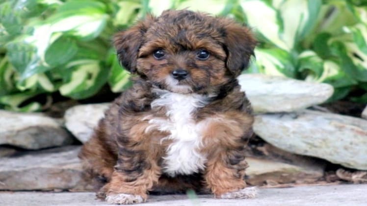 Yorkie Poo Puppies for Sale Near Me Under $500