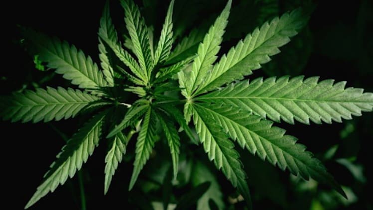 The Top Benefits of Using Weed Delivery in Roseville