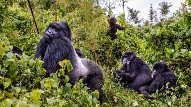 Gorilla Trekking Tours: Experience the Wild African Wilderness