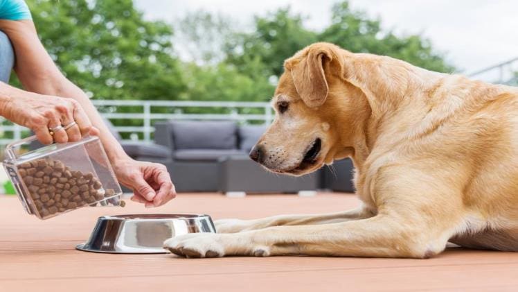 How To Choose The Right Food Bowl For Your Dog?
