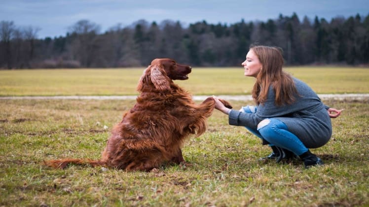 In Classical Conditioning, the Association That Is Learned Is Between a ________.