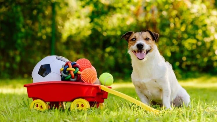 Toys for Strong Chewing Dogs: How to Choose the Right One for Your Pup