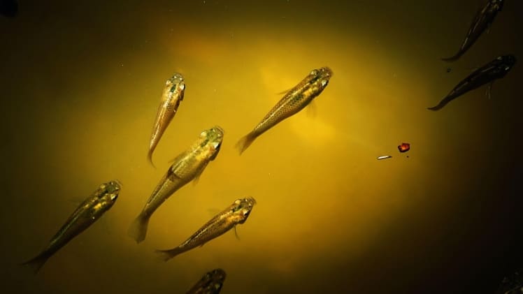 Fish Pedicures: Examining The Safety Concerns And Risks Involved