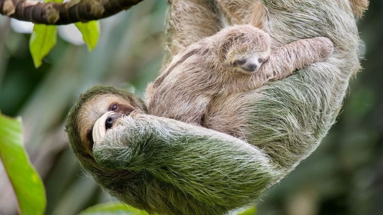 How Does Slow Movement Aid Sloths in Acquiring Food?