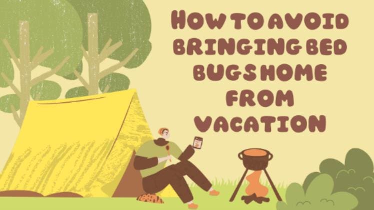 How To Avoid Bringing Bed Bugs Home From Vacation: A 101 Guide