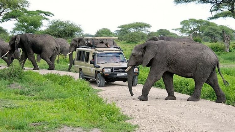How to Maintain Your Safety During a Tanzania Luxury Safari?