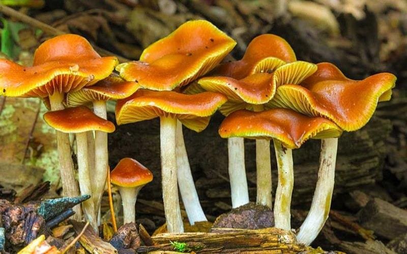 A Guidе To Idеntifying And Harvеsting British Columbia Goldеn Tеachеr Magic Mushrooms