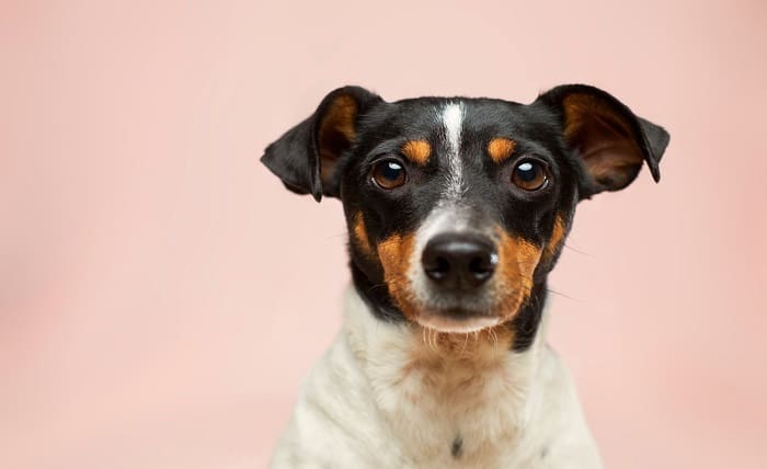 Calm And Content Canines: Enhancing Your Dog’s Diet For Anxiety And Stress Relief