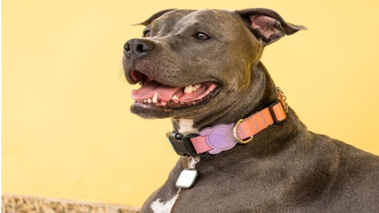 The Pros and Cons of Various Dog Collars: Which One Suits Your Pup’s Needs?