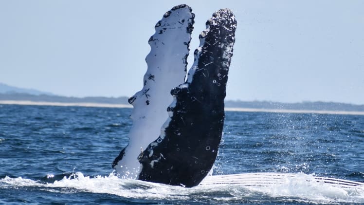 Whale Watching On The Gold Coast With Whale Watch Queensland