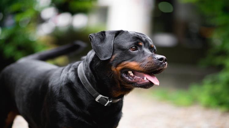 From Pup to Protector: Raising Your Own Personal Protection Dog